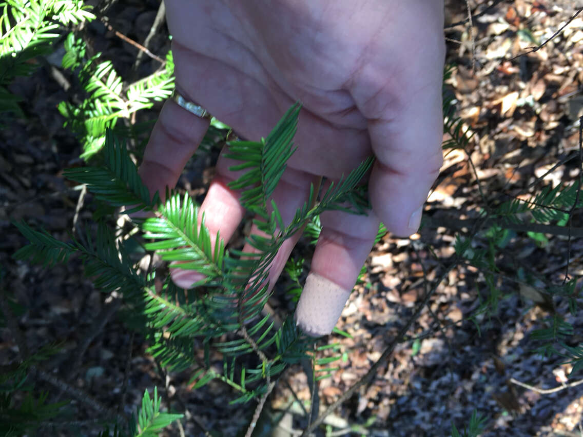 Image of Florida Yew