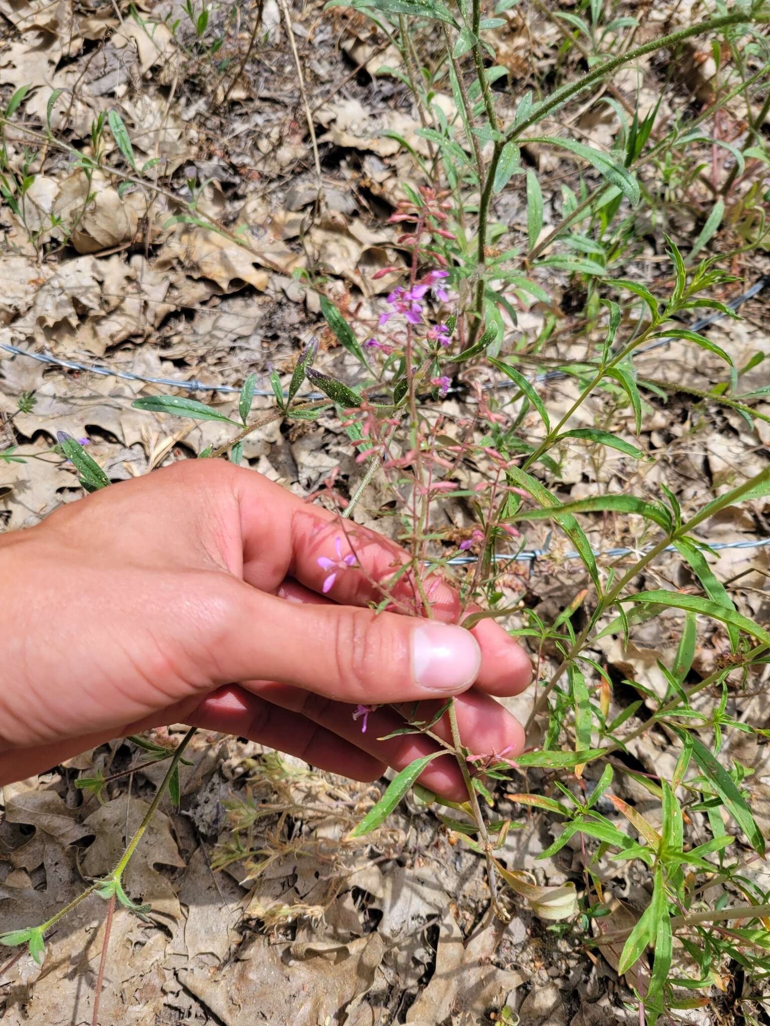 Clarkia heterandra (Torrey) H. Lewis & P. H. Raven resmi