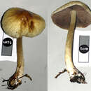 Image of Agrocybe olivacea Watling & G. M. Taylor 1987