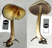 Image of Agrocybe olivacea Watling & G. M. Taylor 1987