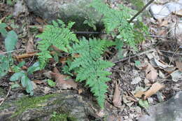 Image of rival lipfern