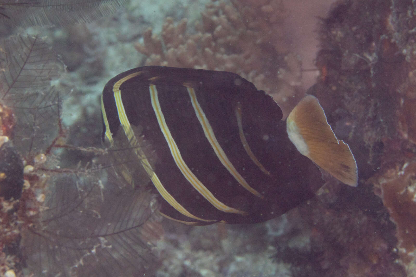 Слика од Zebrasoma veliferum (Bloch 1795)