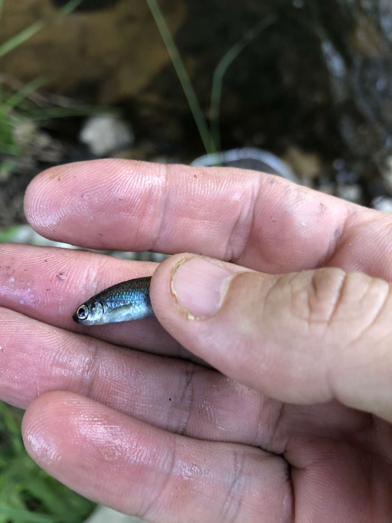 Image of Sailfin Shiner