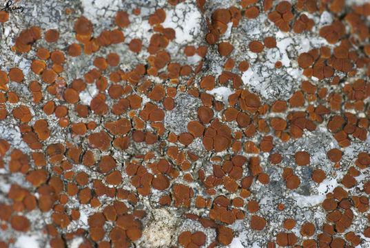 Image of <i>Caloplaca crenularia</i> (With.) J. R. Laundon
