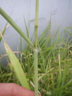 Image of Guinea Grass