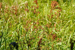 Image de Scirpus wichurae Boeckeler