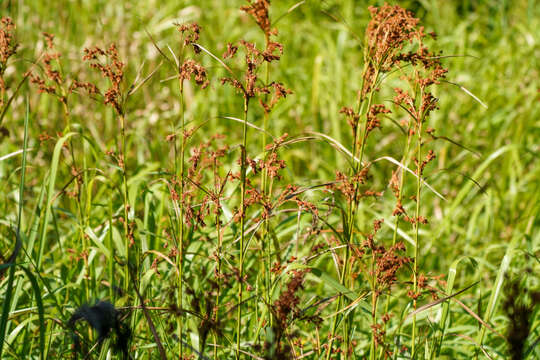 Слика од Scirpus wichurae Boeckeler