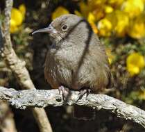 Troglodytes cobbi Chubb & C 1909 resmi