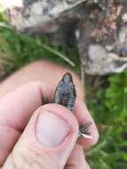 Image of Egg-laying Skink