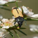 Image of Castiarina fossoria (Carter 1927)