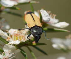 Image of Castiarina fossoria (Carter 1927)