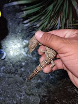 Image of Lugo's Alligator Lizard