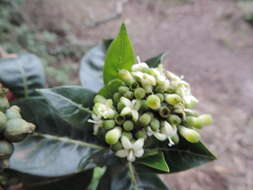 Psychotria mahonii C. H. Wright的圖片