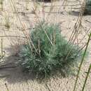Image of Artemisia campestris subsp. pacifica (Nutt.) H. M. Hall & Clem.