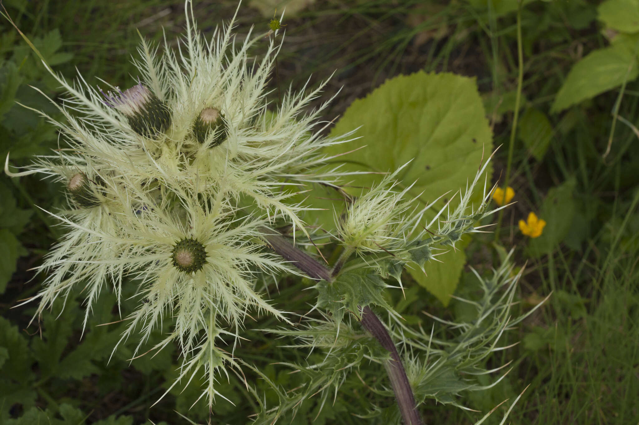 Image of Cirsium obvallatum (M. Bieb.) M. Bieb.