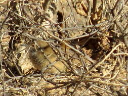Image of Barred Wren-Warbler