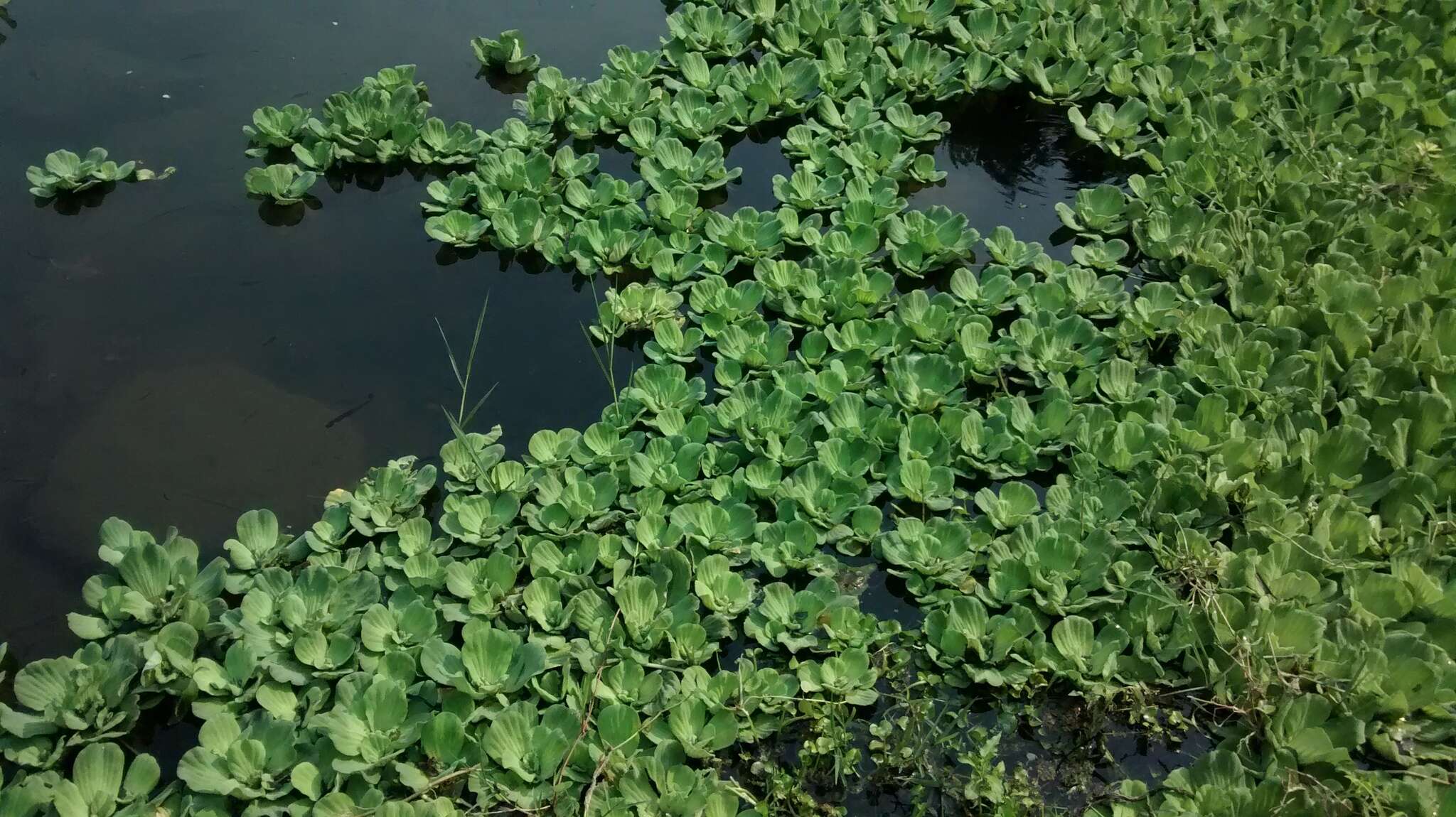 Image of pistia