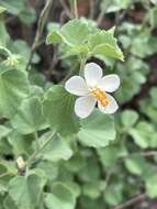 Image of Hibiscus coddii subsp. coddii