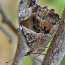 Image of Blackened Bluewing