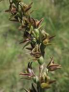 Image of Summer leek orchid