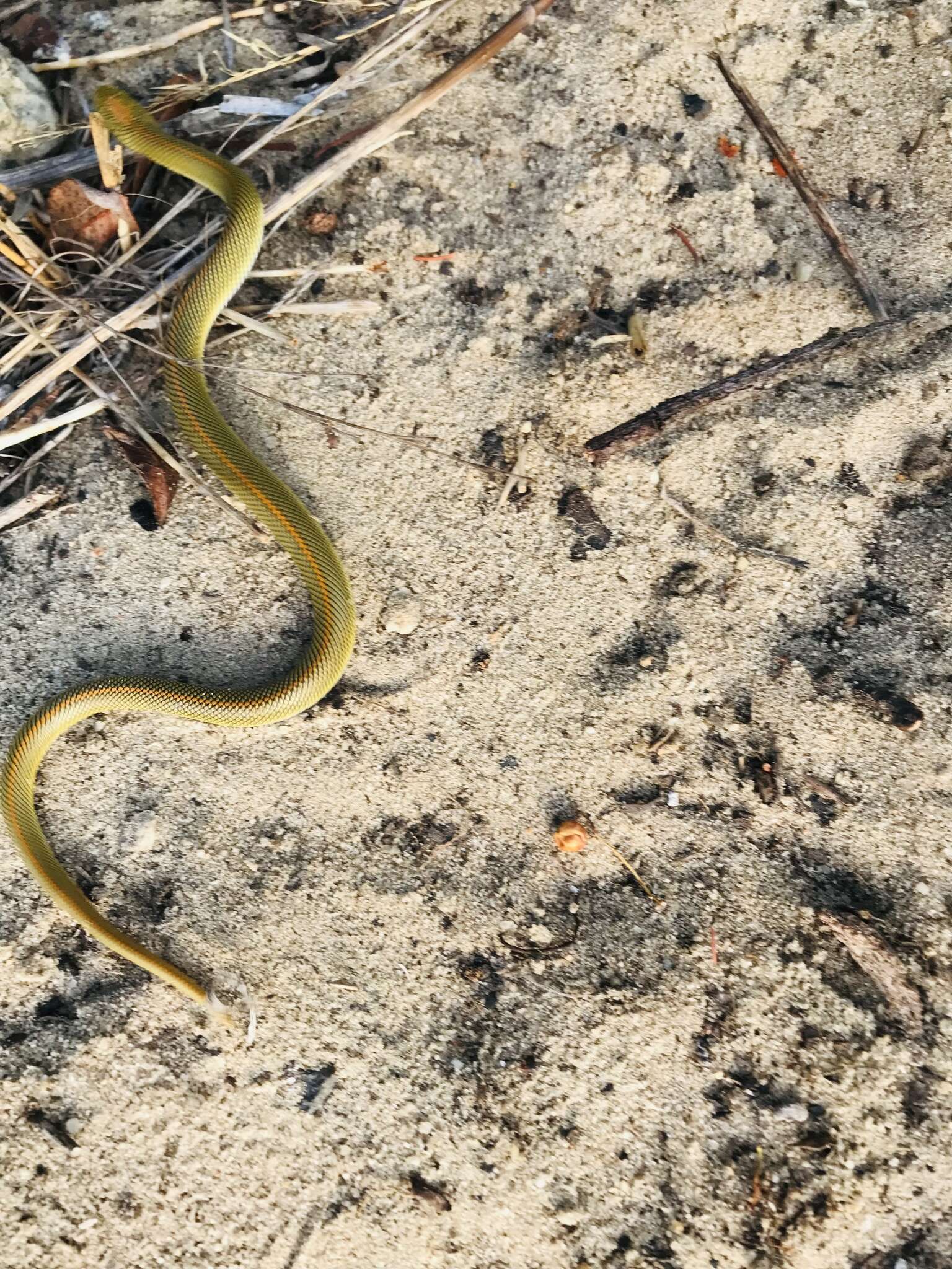 Image of Aurora House Snake