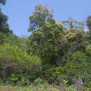 Image de Syzygium hemilamprum subsp. hemilamprum