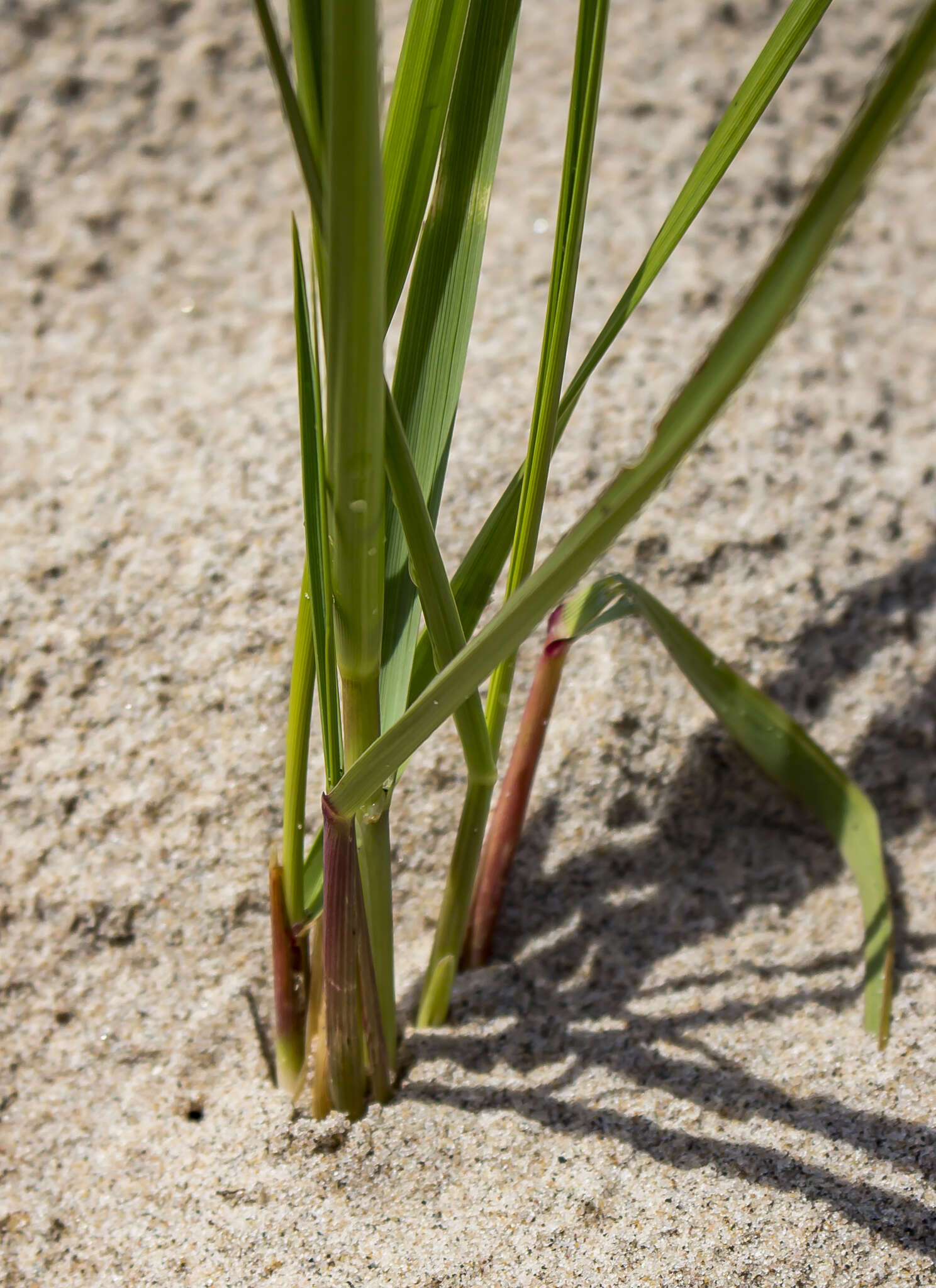 Image of American beachgrass