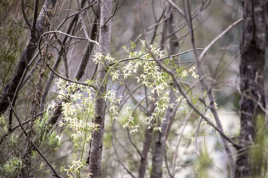 Image of Clematis leptophylla (F. Müll.) H. Eichler