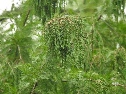 صورة Taxodium mucronatum Ten.