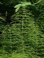 Image of Shady Horsetail