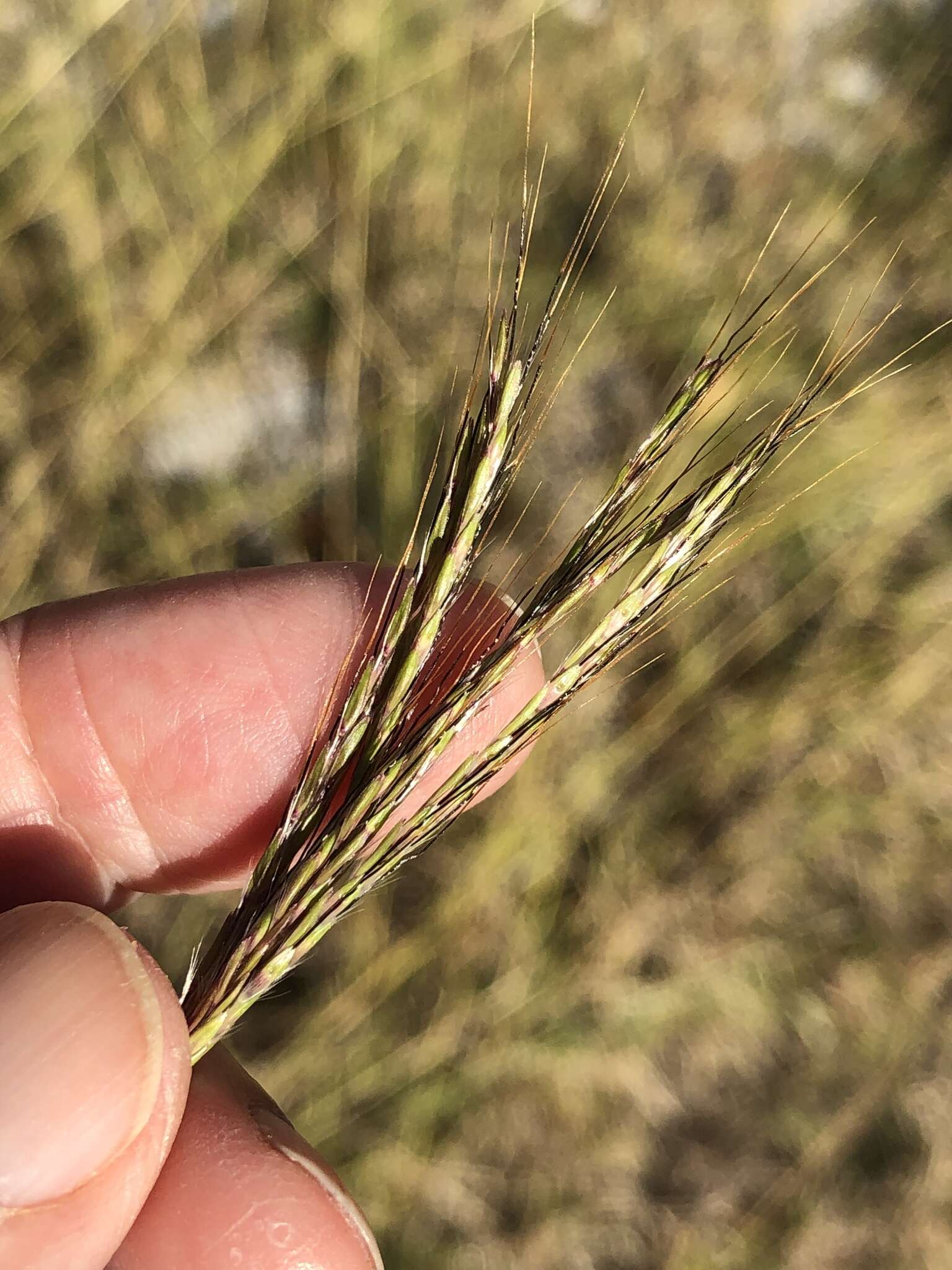 Image of pitted beardgrass