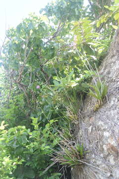 Image of Psychilis correllii Sauleda