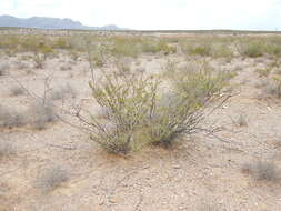 Vachellia vernicosa (Britton & Rose) Seigler & Ebinger resmi