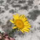 Image of Grindelia inuloides Willd.