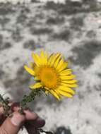 Image of Grindelia inuloides Willd.