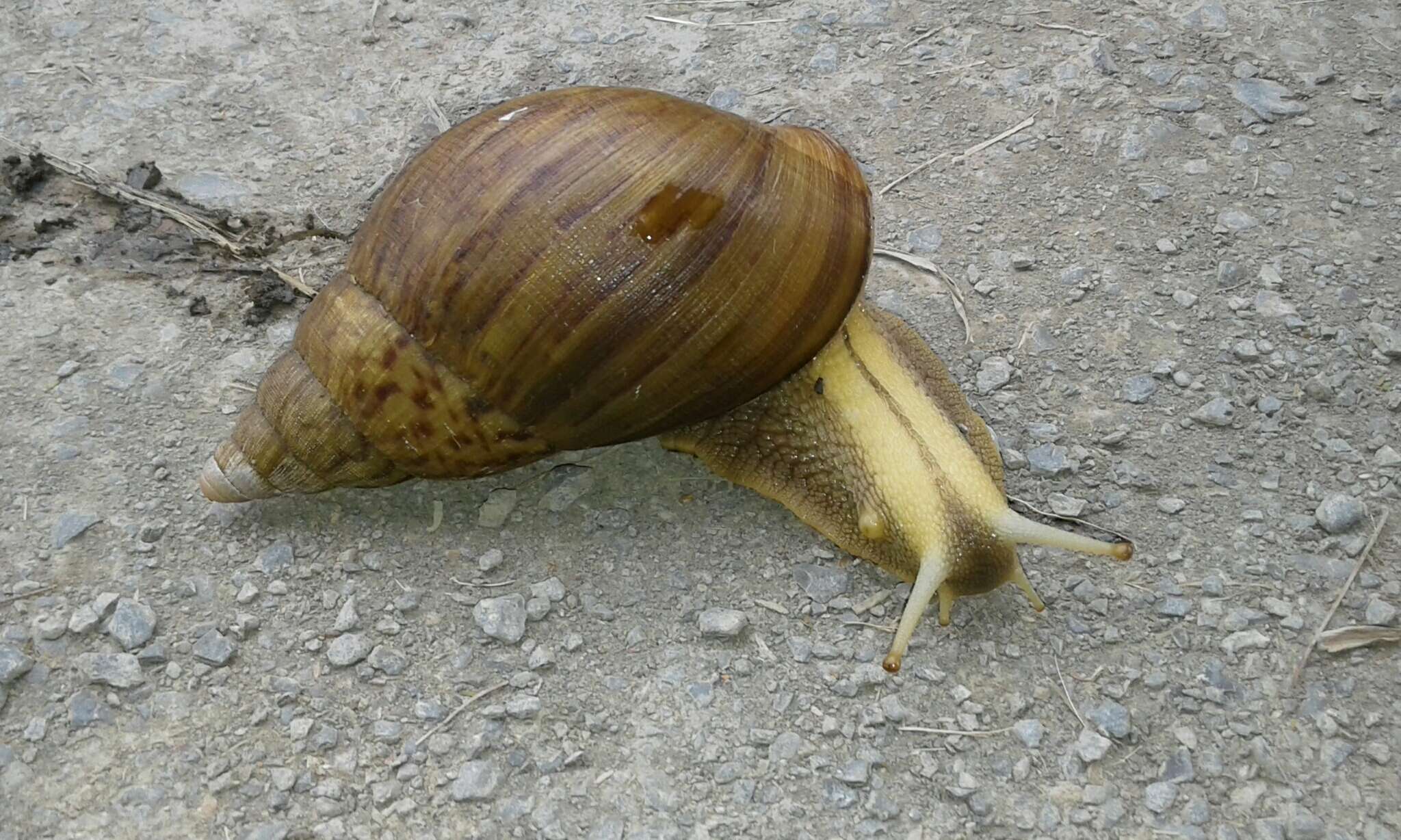 Image of Cochlitoma granulata (F. Krauss 1848)