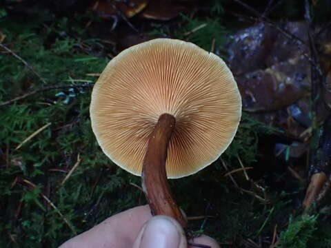 Image of Hygrophoropsis rufa (D. A. Reid) Knudsen 2008