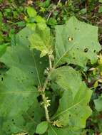 Image of Jamaican Nightshade