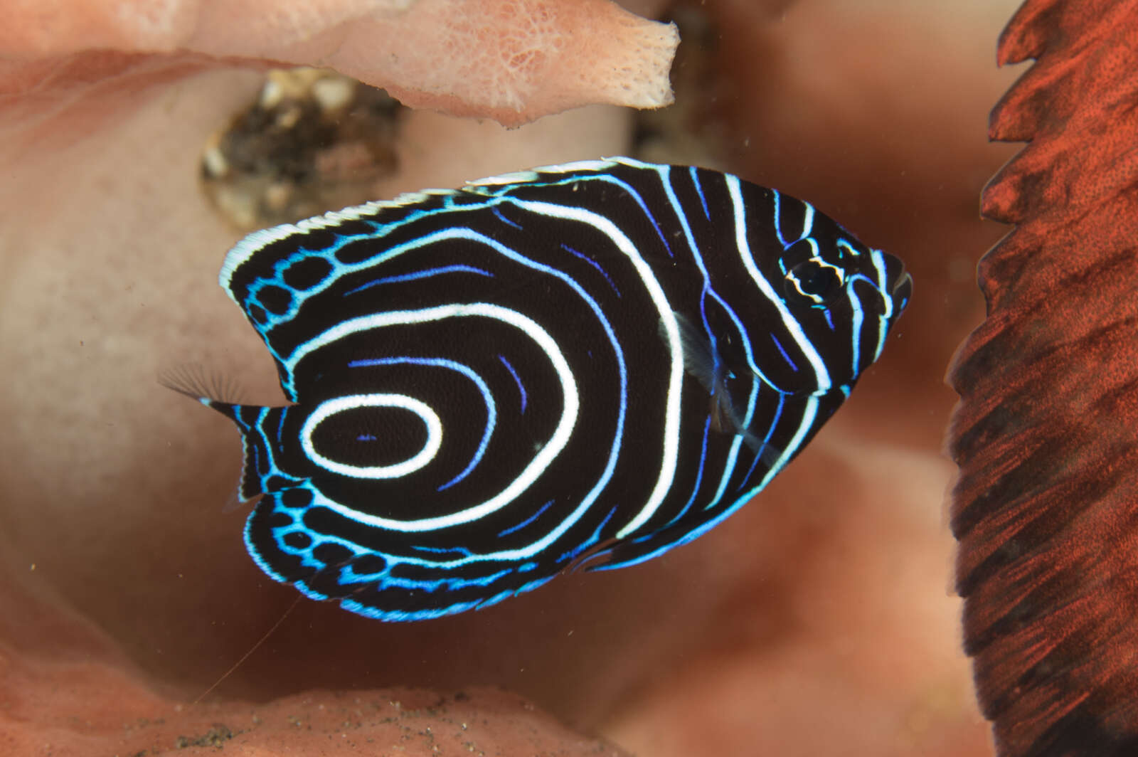 Image of Angelfish