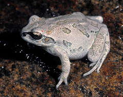 Image of Illinois chorus frog