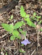 صورة Ruellia purshiana Fern.