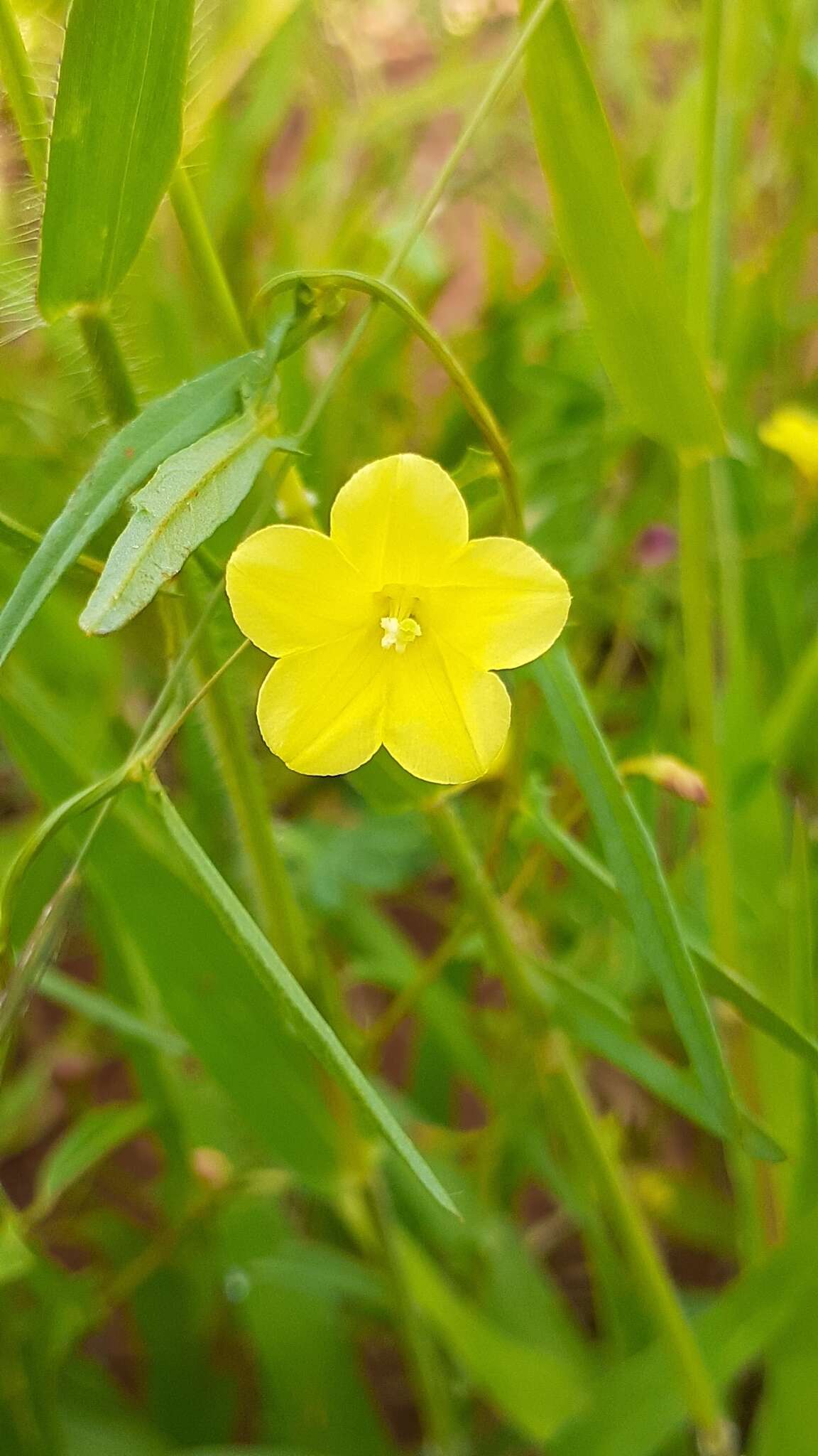 Imagem de Xenostegia tridentata (L.) D. F. Austin & Staples