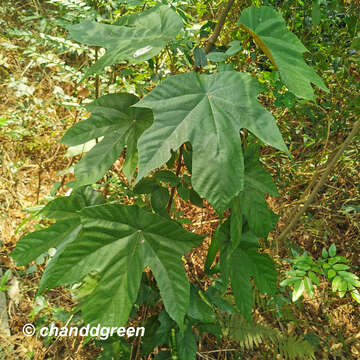 Image of Pterospermum heterophyllum Hance