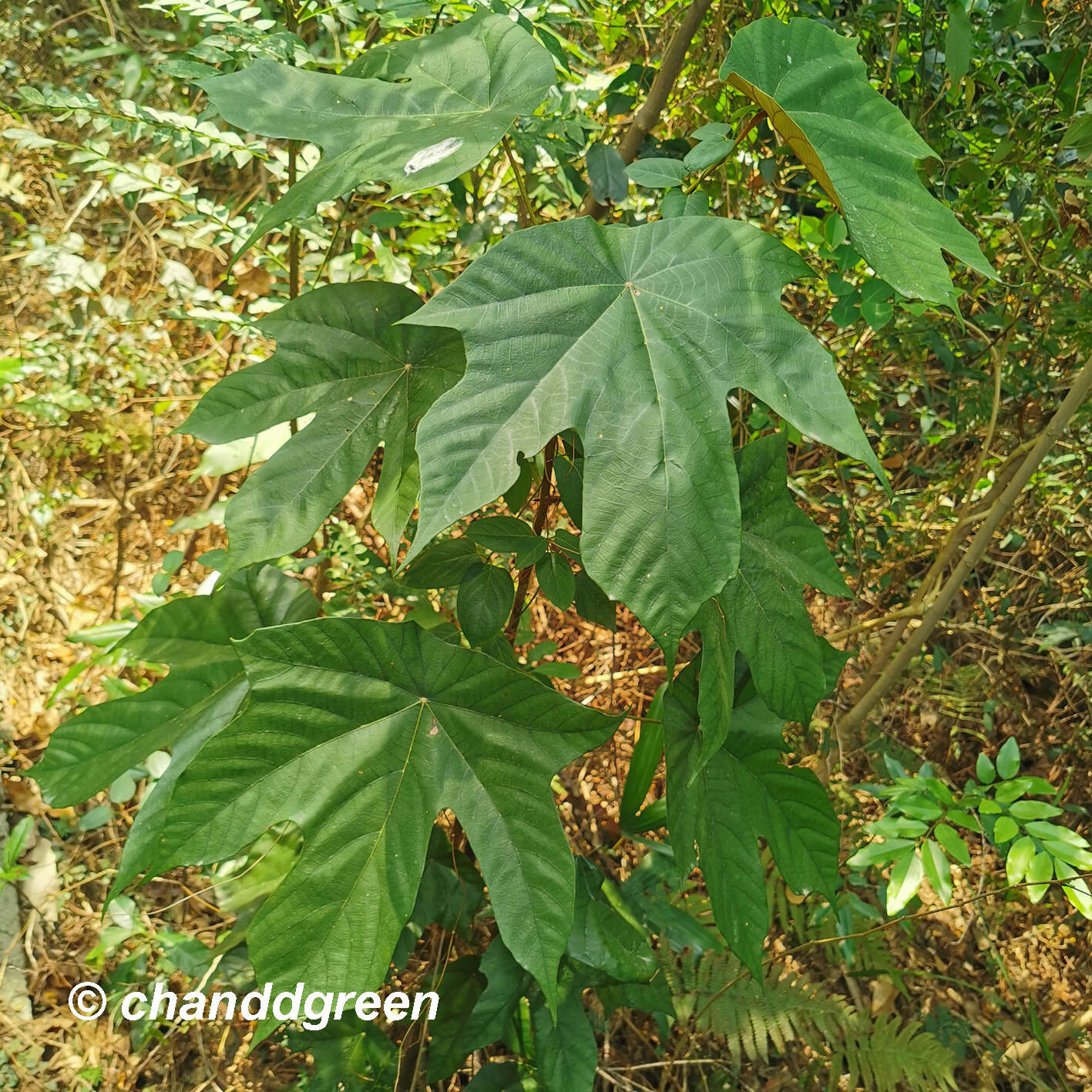 Image de Pterospermum heterophyllum Hance