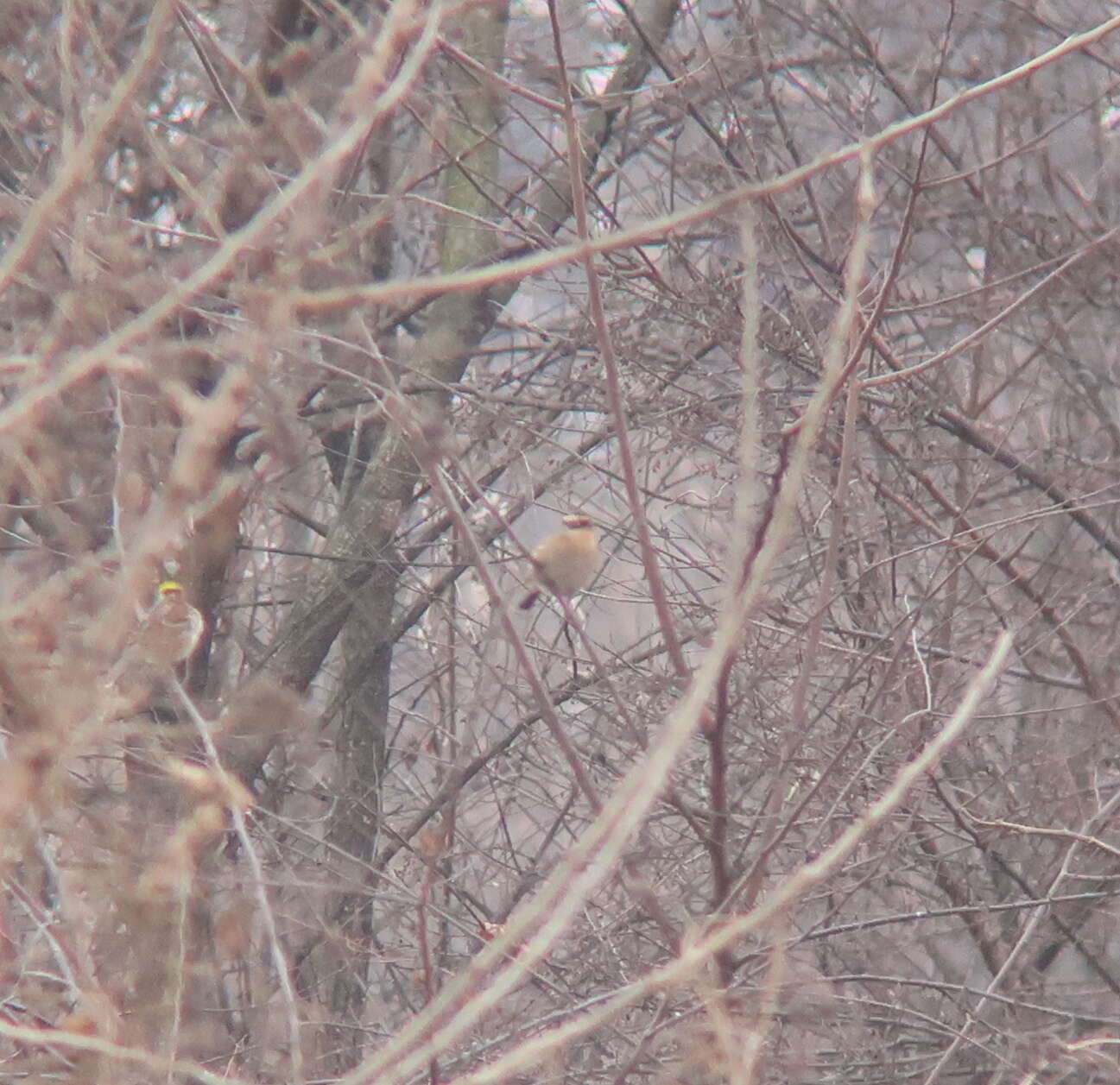 Image of Siberian Accentor