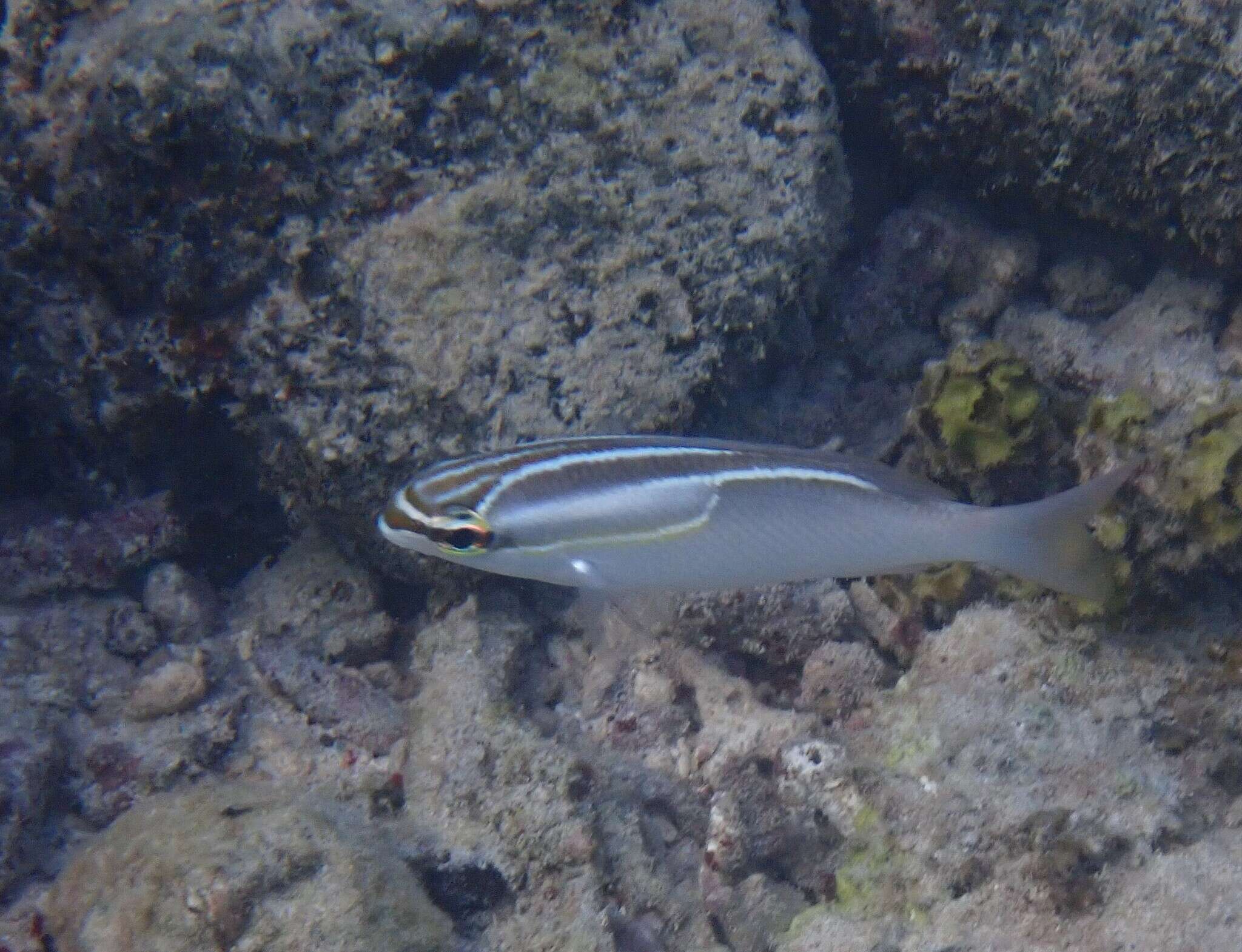 Image of Three-lined monocle bream