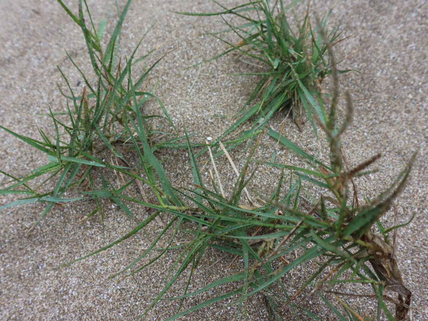 Plancia ëd Zoysia matrella (L.) Merr.