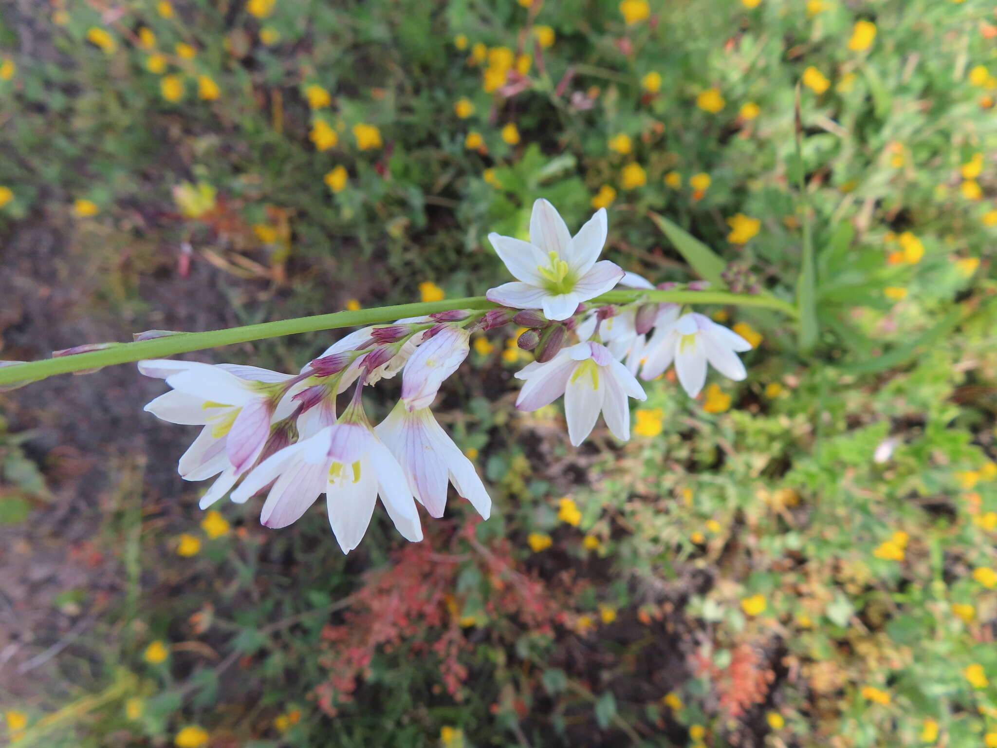 Image of Ixia flexuosa L.