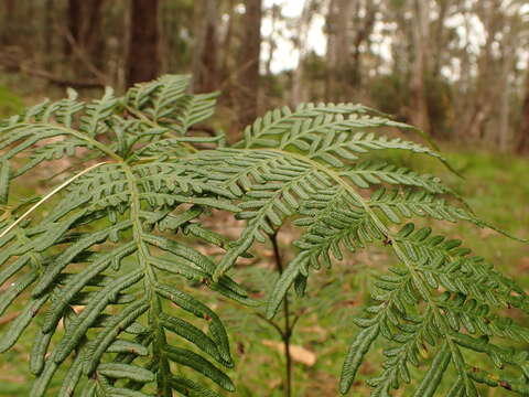 Image of Pteridium arachnoideum subsp. arachnoideum