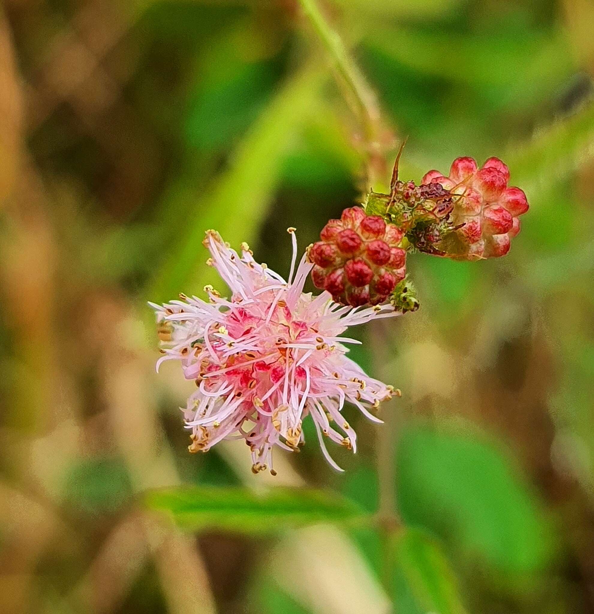 Sivun Mimosa quadrivalvis var. leptocarpa (DC.) Barneby kuva